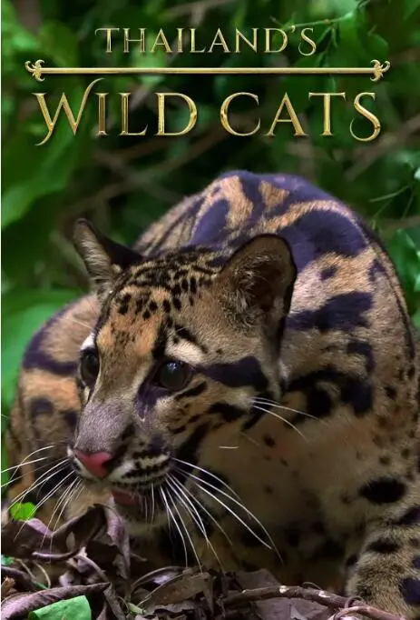 《泰国野生猫科》：野性之美的极致展现，一部让人心跳加速的纪录片！